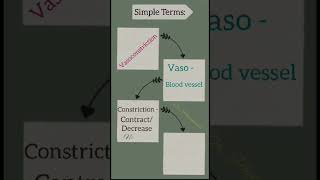 Simple Terms homeostasis vasoconstriction Vasodilation [upl. by Fiedling]