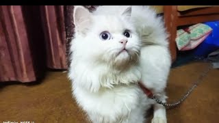 A Day in the Life of Our Adorable Persian Cat [upl. by Pazia]