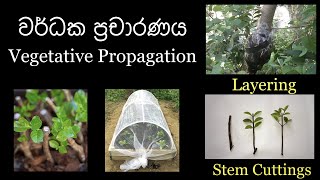 Vegetative Propagation Stem Cuttings amp Layering Wruksha වෘක්ෂ [upl. by Giuditta430]