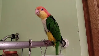 Ollie the Caique Singing in the Shower [upl. by Tcideneb]