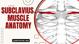 Subclavius Muscle Anatomy Origin Insertion Nerve Supply amp Action  Subclavius Muscle Explanation [upl. by Rausch971]