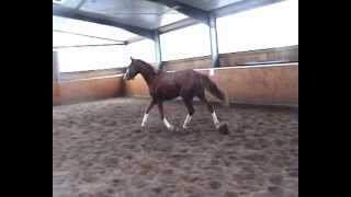 Quattro Socks v Quaterback  For SALE Top Dressage Crack or Breeding Juwel 1 [upl. by Dnyletak]