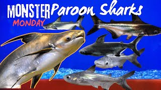 Monster Monday Paroon Sharks [upl. by Atidnan]