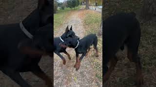 doberman doglover dog petowner dobermans fighting puppy dogsofinstagram youtubeshorts [upl. by Pippo]