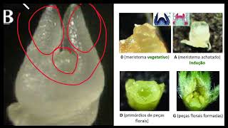 10  Cultura de meristemas  Técnica [upl. by Nev]