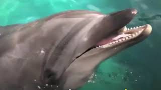 How Relaxing To See The Dolphins Video Interacting with other Dolphins Must Watch This Video [upl. by Emylee]