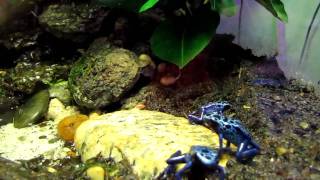 dendrobates azureus [upl. by Nwahsan645]