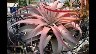 Tillandsia Air Plants Collection and Information [upl. by Gherardi154]