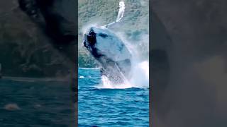 Humpback whale breaching with loud sounds mouth humpbackwhale whale oceanwhalewatching wildlife [upl. by Enuj86]