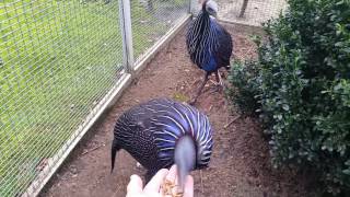 Vulturine guineafowl  Gierparelhoenders in Barneveld [upl. by Terra]