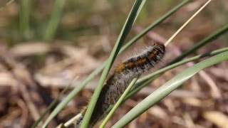 Grass Eggar Moth Caterpillar Lasiocampa trifolii [upl. by Sacttler]