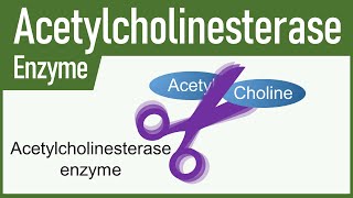 Acetylcholinesterase Enzyme [upl. by Adamski]