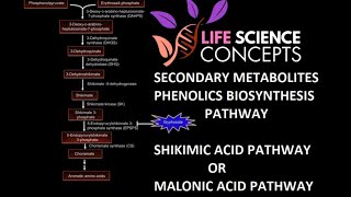 Phenolics Plant Secondary Metabolites  Shikimic Acid Pathway Or Malonic Acid Pathway [upl. by Rachael689]