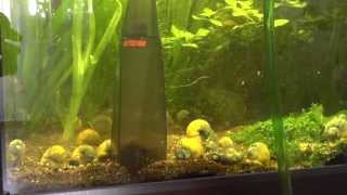 Eheim Vacuum Gravel Cleaner Set and Aquarium quotSpringquot Cleaning  part 1 [upl. by Horowitz308]