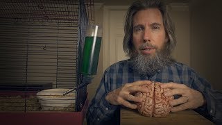 How To Care for a Pet Brain  ASMR [upl. by Enayd211]