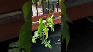 Feeding plants epsom salt [upl. by Anemij]