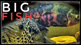 Big South American Cichlid Community Tank [upl. by Eveivaneg]