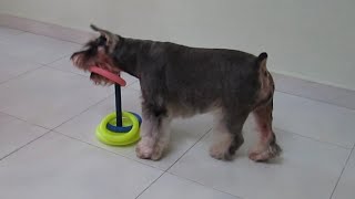 Fun amp Amazing Dog Tricks by Whisky the smartest schnauzer ever  Part 1 [upl. by Nevins448]