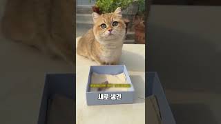 귀여운 아기 냥이의 기특한 행동 고양이 cute 동물 [upl. by Aidnic]