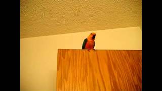 Screaming Sun Conure [upl. by Court]