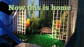 DIY basking area for Red Eared slider [upl. by Nnylyahs]