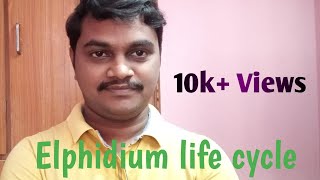 Elphidium life cycleDegree zoologyఎల్ఫిడియం జీవిత చక్రం [upl. by Carmina]