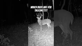 Which buck are you tagging deer deerhunting whitetailbucks bucks music shorts bowhunting [upl. by Kleiman]