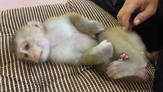 Baby Monkey Satisfy Mom Massage Practical [upl. by Uzial430]