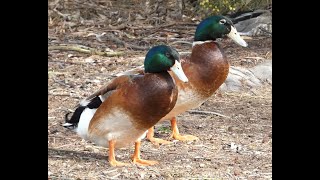 Preening Mallard Ducks Frankston September 2024 [upl. by Hertha681]