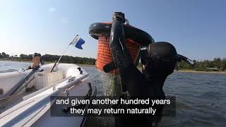 Seagrass restoration in Denmark [upl. by Hymie]