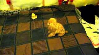 Toy Poodle coughing and it aint a collapsed trachea [upl. by Demott]