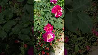 Rose 🌹 Plant 🌱 double mix ytshorts [upl. by Nwadrebma]