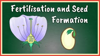 Fertilisation and Seed Formation [upl. by Akinaj37]