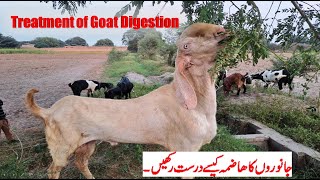 Treatment of Digestion in animals Bakrion ka Hazma behtar karnay ka tareeqa Natural Formula [upl. by Loria243]