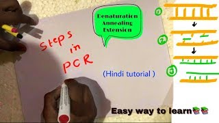 PCR steps in hindi ll biology ll [upl. by Telford513]