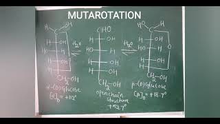 MUTAROTATION OF GLUCOSE  AND MUTAROTATION OF FRUCTOSE [upl. by Aidnahs877]