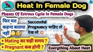 Phases Of Estrous Cycle In Female Dogs  Dog Heat Cycle  Perfect Time Of Mating  Dog Pregnancy [upl. by Ellemac]