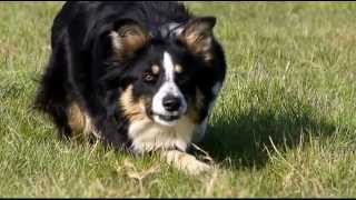 Border Collie en apprentissage au troupeau [upl. by Messere489]