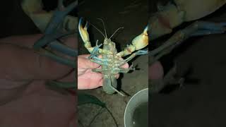 HUGE YABBIE🦞 australia aussie freshwater nature wildlife water viralvideo nature fyp [upl. by Riggins]