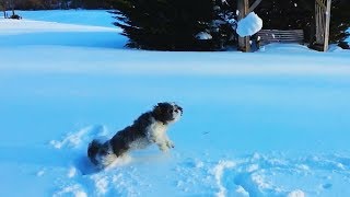 Dogs Chasing and Eating Snowballs [upl. by Bessy]