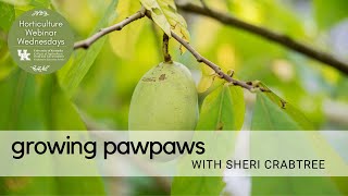 Growing Pawpaws [upl. by Gaye]