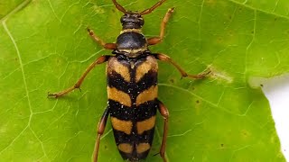 ♀️Leptura aurulenta Fabricius 1792 Cerambycidae Lepture couleur dor longicorne lepture dorée [upl. by Guarino282]