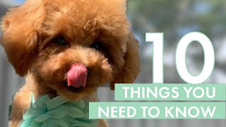 TOY POODLE PUPPY  10 Things you need to know before getting one [upl. by Anaert]