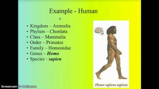 Taxonomy  Classification [upl. by Ellerehc]