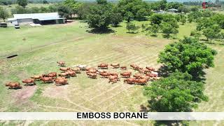 Emboss Borane  Cease farming auction 15042023 [upl. by Sproul]