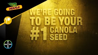 DEKALB® canola Were going to be your 1 canola seed [upl. by Brigette672]