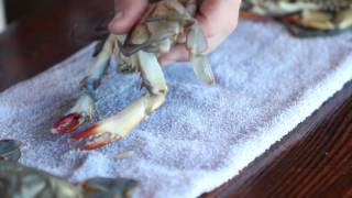 How to clean a softshell crab [upl. by Hatch]