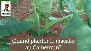 Quand planter le macabo au Cameroun [upl. by Kcitrap]