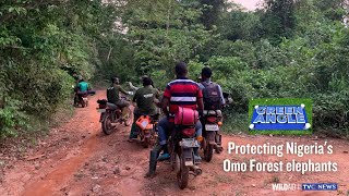 Green Angle E1 Protecting Nigeria’s Omo Forest elephants [upl. by Pell]