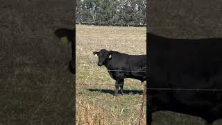 Dairy farm in Australia [upl. by Airbmac]